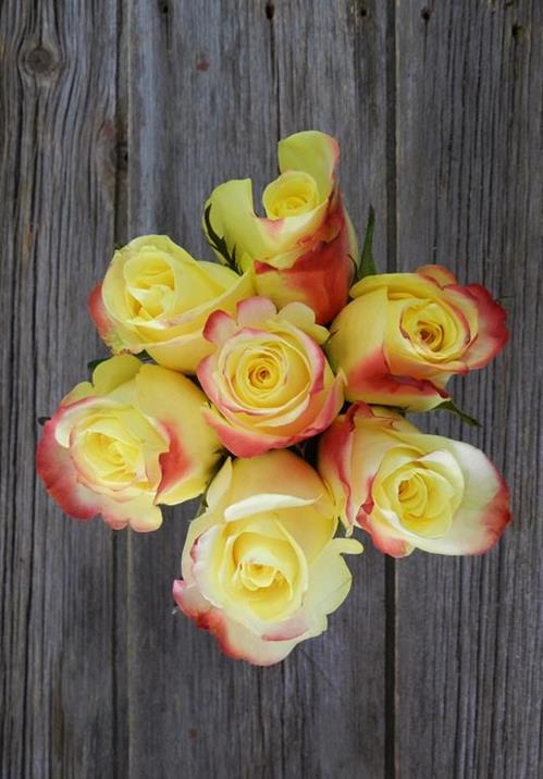 HOT MERENGUE BICOLOR YELLOW/PINK ROSES